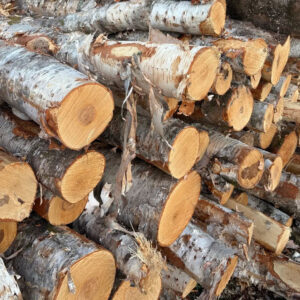 Cordes de bouleau blanc non fendues | White Birch Cord (Unsplit)